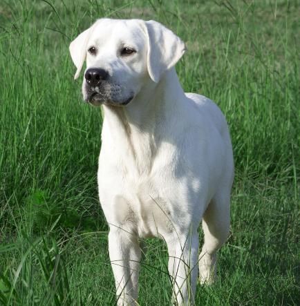 Labrador White, White Lab Puppies, White Labrador, Yellow Labs, Labrador Retriever Puppies, White Lab, Yellow Labrador, Lab Puppies, Labrador Retrievers