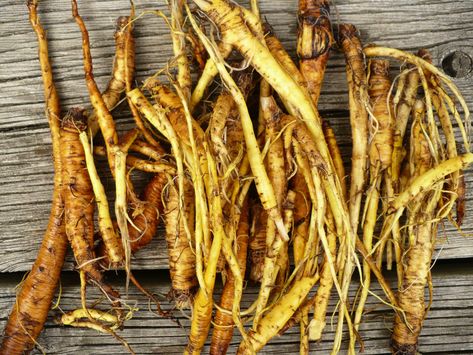 Curly Dock, Yellow Dock Root, Yellow Dock, Medicinal Wild Plants, Medicine Recipes, Constipation Remedies, Foraging Recipes, Edible Wild Plants, Herb Farm