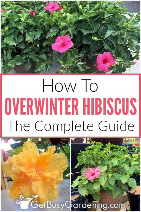 Hibiscus Plant Care Winter, Hibiscus Tree Care, Winter Potted Plants, Overwintering Plants, Winter Landscaping, Landscaping Lights, Hibiscus Care, Growing Hibiscus, Hibiscus Tree