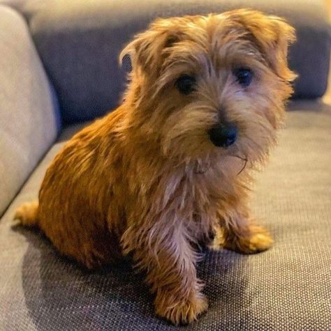 Norwich Terrier Puppy, Norfolk Terrier Puppies, Nice Dogs, Puppy Pics, All Breeds Of Dogs, Norfolk Terrier, Norwich Terrier, Norwich Norfolk, Cairn Terriers