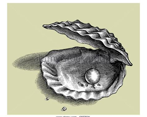 Sea Shell Illustration Vintage, Oyster Shell Tattoo Pearls, Oyster With Pearl Drawing, Pearl Shell Drawing, Oyster Tattoo Pearl, Oyster Pearl Tattoo, Shell With Pearl Tattoo, Joshua Tattoo, Math Tattoo