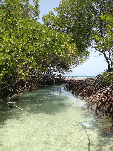 Mangroves Aesthetic, Mangrove Aesthetic, Samet Nangshe, Aquatic Aesthetic, One Piece Aesthetic, Puerto Rico Vacation, Mangrove Swamp, Endangered Wildlife, Puerto Rican Pride