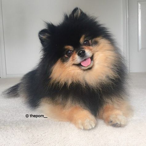 Happy humpday!!  we wanted to let you friends know that one of our dear friends found an account with a photo of Mocha with another Black and Tan Pomeranian puppy photo next to it saying that the puppy was for sale and I was the father.. We can't believe these scam artists  We have decided we will be using a watermark on our photos from now on so these scam artists don't target us from now on. Please be careful friends that this doesn't happen to you as well  by thepom__ Yeontan Puppy, Pomeranian Facts, Puppy Husky, Bts Dogs, Cute Pomeranian, Blue Merle, Fluffy Dogs, Pomeranian Puppy