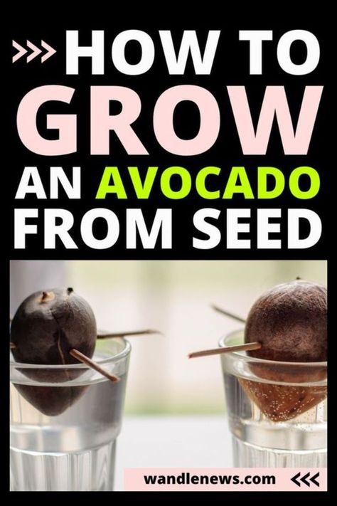 If you’re a fan of avocado toast or simply adore the creamy goodness of avocados in your dishes, why not try growing your own avocado tree from a pit? In this comprehensive guide, I’ll walk you through the process step by step, on how to grow an avocado seed. How to grow an avocado tree from a pit, seed, plant, without toothpicks, gardening tips Grow Avocado From Pit, Growing Avocados, How To Grow Avocados, Avocado From Seed, Avocado Plant From Seed, Avocado Seed Growing, Avocado Types, Seed Growing, Avocado Plant