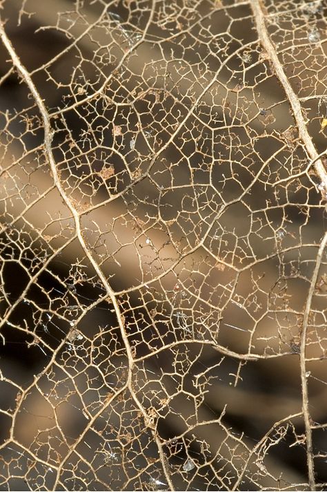 Leaf Skeleton Photography, Decay Photography Nature, Leaf Veins Art, Textiles Inspired By Nature, Decay In Nature, Abstract Leaf Pattern, Printing With Leaves, Leave Skeleton, Natural Texture Art