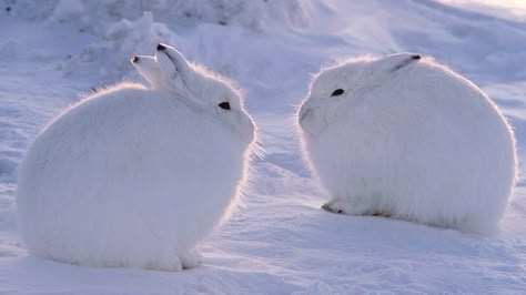 Snowy Animals, Ellesmere Island, Winter Wildlife, Arctic Hare, Snow Animals, Arctic Tundra, Bun Bun, Snow Bunny, Snow Bunnies