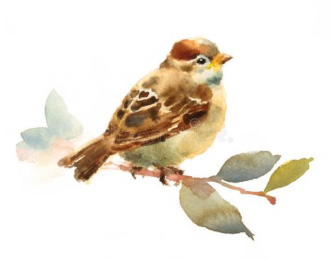 Baby Sparrow, Sennelier Watercolor, Watercolour Birds, Bird Sitting, Bird Watercolor Paintings, Watercolor Birds, Bird Paintings, Drawing Hair, Watercolor Painting Techniques