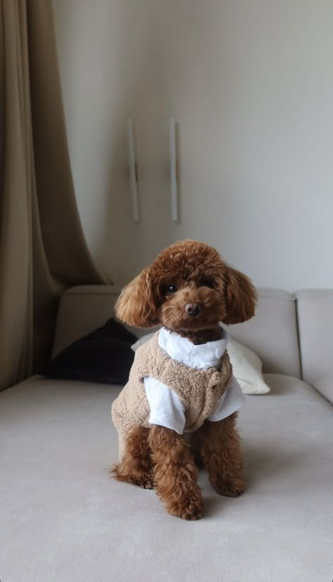 Toy Poodle Colors, Toy Poodle Clothes, Toy Poodle Aesthetic, Toy Poodle Full Grown, Merle Poodle, Puddle Dog, Poodle Aesthetic, Brown Toy Poodle, Toy Poodle Dog