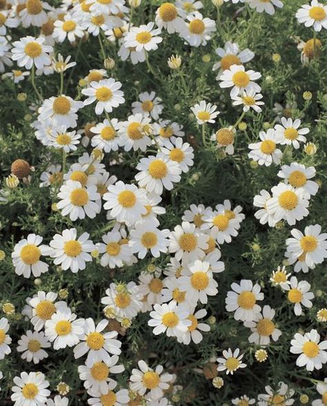 Flower Dictionary, Boquette Flowers, Flower Meanings, Victorian Flowers, Nothing But Flowers, Chamomile Tea, Flower Therapy, Chamomile Flowers, Rest And Relaxation