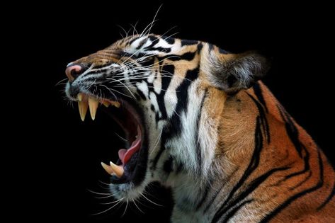 Aquatic Painting, Tiger Profile, Asian Tigers, Tiger Walking, Majestic Cat, Animals Tattoos, Angry Tiger, Tiger Roaring, Baby Tigers