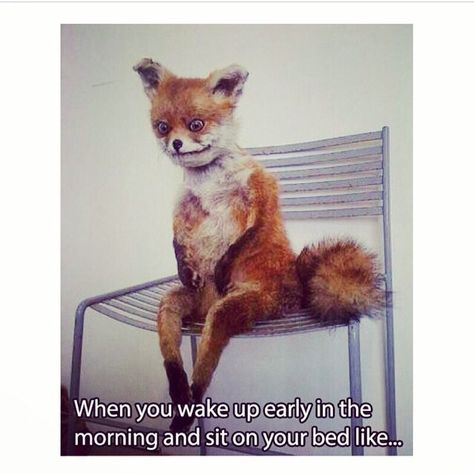 When you wake up early in the morning and just sit on your bed. Bad Taxidermy, Nursing Humor, Nursing Life, Being A Nurse, Nurse Stuff, Night Shift, Nurse Humor, Work Humor, Nurse Life