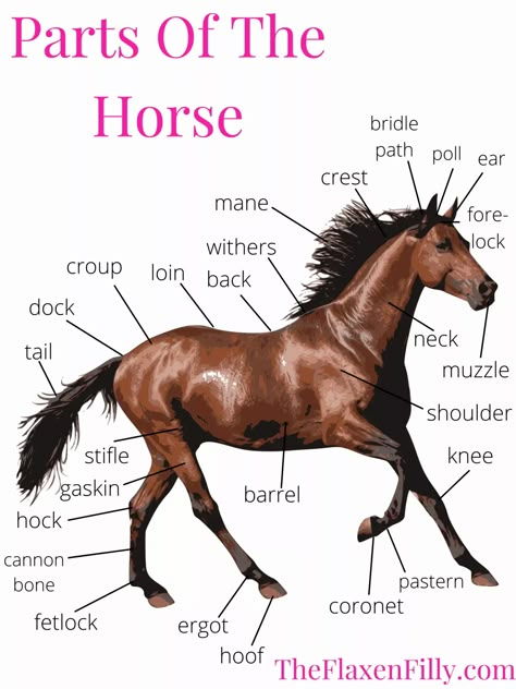 115 Need To Know Horse Terms For Beginner Equestrians! - The Flaxen Filly Horse Essentials List, Horse Ownership For Beginners, First Horse Checklist, Horse Terminology, Horses For Beginners, Horses Funny, Horse Age, Horseback Riding Tips, Funny Horse Pictures