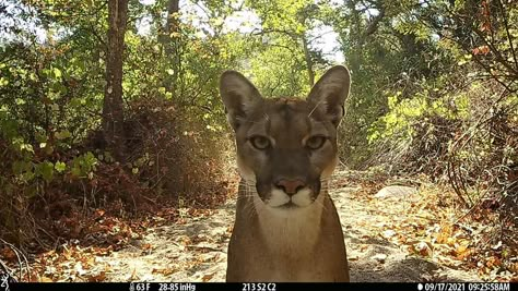 I love Arizona! | Trail cam in Prescott National Forest | Facebook Trail Camera Pictures, Terrestrial Animals, Outdoorsy Kids, Cat Cool, San Bernardino Mountains, Trail Cam, Mountain Lions, Camera Pictures, National Wildlife Federation