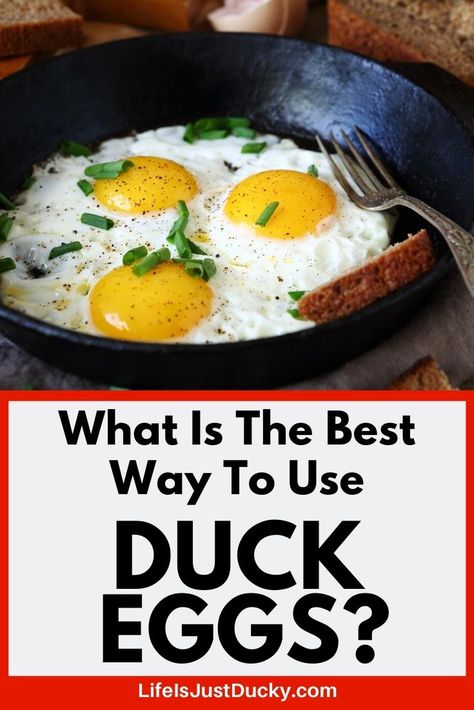 Recipes Using Duck Eggs, How To Cook Duck, Chicken Life, Food Cost, Duck Eggs, Dating Divas, Duck Recipes, Chicken Pot Pie Recipes, A Duck