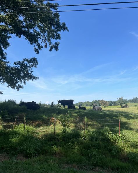 a sweet southern summer Southern Beauty, Southern Usa, Southern Summer, August 9, Instagram A, On Instagram, Quick Saves, Beauty, Instagram