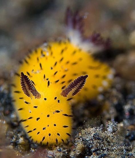 Golden Sea Bunny 🐰💛 Scientific Name: Jorunna parva 📍 Most commonly in Kii Province, Japan. Jorunna parva has subsequently been reported from the Philippines, Tanzania, Papua New Guinea, Seychelles and Réunion Nudi Fun Fac Creature Marine, Beautiful Sea Creatures, Water Animals, Sea Slug, Underwater Creatures, Underwater Life, Marine Animals, Ocean Creatures, Ocean Animals