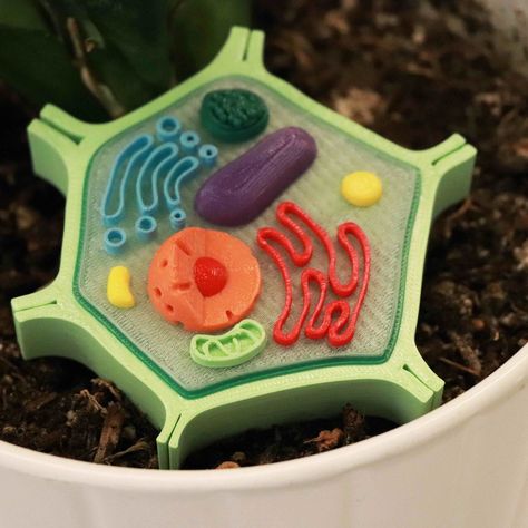 Free 3D file Plant Cell Model (8 Colors)・3D printer model to download・Cults Plant Cell 3d, Typical Plant Cell, 3d Plant Cell, Plant Cell Project, Plant Cell Model, Science Cells, Cells Project, Biology Projects, Cell Model