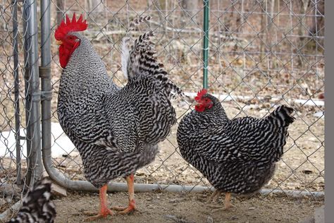 Barred Rock Barred Rock Rooster, Barred Plymouth Rock Chickens, Barred Plymouth Rock, Barred Rock Chickens, Plymouth Rock Chicken, Barred Rock, Funky Chicken, Chicken Tractors, Plymouth Rock