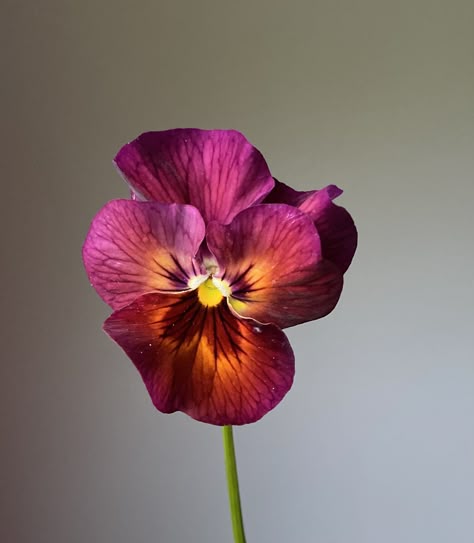 All About Pansies: How to Grow Them + A Variety Guide Esmeralda Core, Crepe Paper Flower Tutorial, Flower Studies, Loose Florals, Crepe Paper Flower, Happy Rainbow, Shades Of Violet, Landscape Sketch, Still Life Flowers