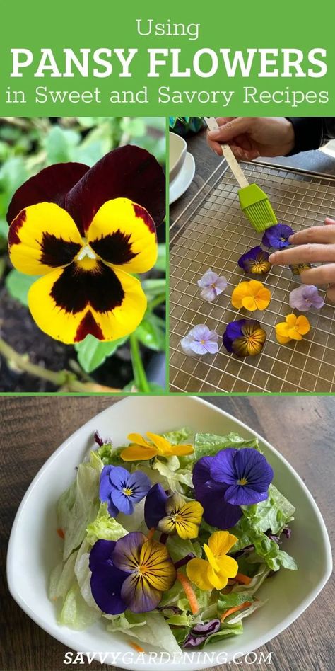 Pansy Flower Recipes, Pansy Recipes, Flowers For Pollinators, Herb Ideas, Medicinal Herb Garden, Native Plant Landscape, Flowers Recipes, Herbal Tea Recipes, Edible Flowers Recipes