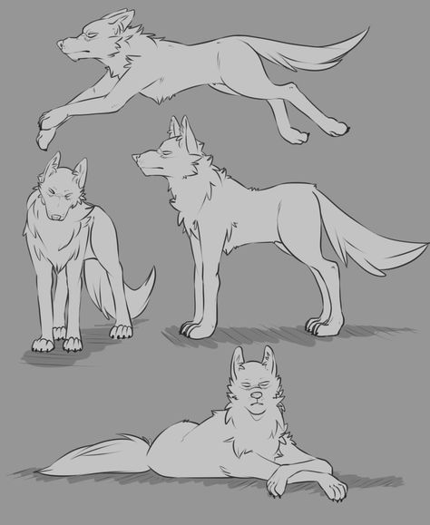 Wolf Drawing Bases, Wolf Body Base, Wolf Body Base Drawing, Wolf And Human Drawing Base, Wolf Dog Drawing, Wolf Full Body Drawing, Wolf Base Poses, Wolf Facing Forward Drawing, Maned Wolf Drawing Reference