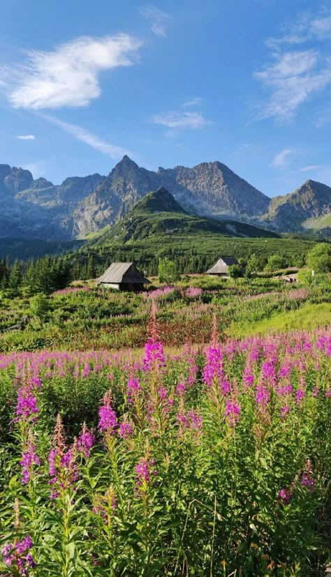 Tatra national park Poland zakopane town square tatra mountains Poland tourism travel industry Tatra National Park Poland, Zakopane Poland Summer, Tatra Mountains Poland, Poland Scenery, Poland Countryside, Poland Aesthetics, Poland Zakopane, Poland Nature, Polish Mountains