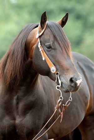 Brown Quarter Horse, Website Setup, Pony Breeds, American Quarter Horse, Black Horses, Most Beautiful Horses, Most Beautiful Animals, Horses And Dogs, All The Pretty Horses