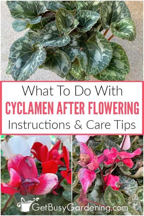 Cyclamen Care, Winter Plants, Houseplants Indoor, Flowers Yellow, Indoor Flowers, Flower Care, House Plant Care, How To Go, Yellow Leaves