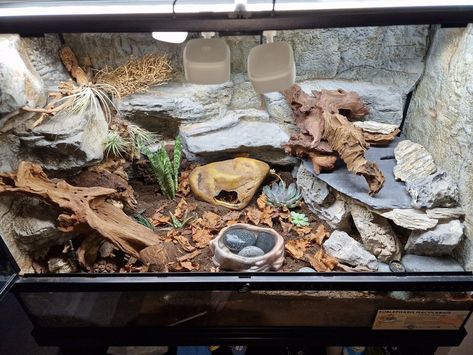 Leopard Gecko Bioactive, Leopard Gecko Tank Ideas, Gecko Setup, Bioactive Enclosure, Leopard Gecko Setup, Ball Python Enclosure, Bearded Dragon Tank Setup, Python Enclosure, Leopard Gecko Enclosure