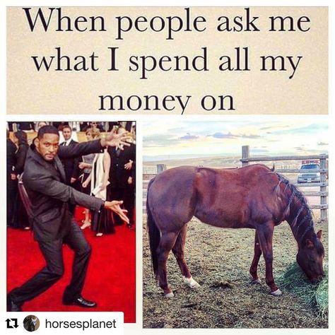 horses = mo money Funny Horse Quotes, Equestrian Memes, Equine Quotes, Funny Horse Memes, Horses Funny, Horse Meme, Horse Quotes Funny, Horse Humor, Funny Horse Pictures