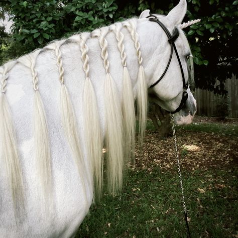 Horse Hair Styles, Horse Hair Ideas, Horse Hairstyles, Mane Braids, Horse Mane Braids, Horse Braids, Horse Hair Braiding, Horse Braiding, Tail Braids