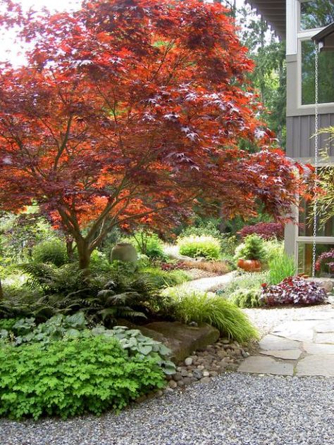 Japanese Maple Landscaping, Japanese Maple Landscape, Japanese Maple Garden, Fall Landscaping, Small Front Yard Landscaping, Japanese Maples, Japanese Garden Design, Asian Garden, Shade Gardens