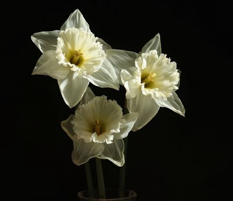 Narcisse Flower, Narcissus Flower Aesthetic, Narcissus Aesthetic, Narssicus Flower, Narcissus Wallpaper, Narcussis Flower, Narcissus Art Greek Mythology, Narcissus Flower Photography, Narcissus Photography