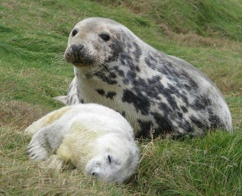 Male Selkie, Selkie Oc, North American Animals, Green Flags, Signed Sealed Delivered, Grey Seal, Sea Mammal, Sea Cow, Baby Seal