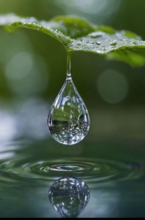 Beautiful Leaf Photography, Water Drop Painting, Leaf With Water Drop, Leaves With Water Drops, Macro Photography Water, Water Drop On Leaf, Water Drop Photography, Macro Photography Nature, Lotus Flower Art