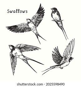 Hand drawn swallow bird flying collection. Ink black and white drawing illustration Bird Line Drawing, Swallow Bird Tattoos, Stick Poke Tattoo, Vintage Bird Illustration, Swallow Tattoo, Bird Sketch, Bird Flying, Swallow Bird, White Drawing