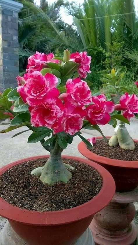 Adenium Flowers, Dessert Rose Plant, Impala Lily, Desert Rose Plant, Desert Roses, Bonsai Tree Types, Flowering Succulents, Adenium Obesum, Bonsai Flower