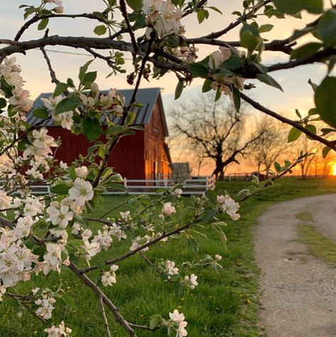 Future Farms, Farm Lifestyle, Country Lifestyle, Farms Living, Ranch Life, A Barn, Anne Of Green Gables, Country Farm, Green Gables