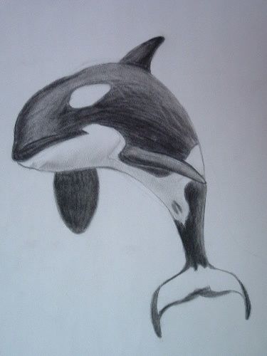 killer whale by orcaya on DeviantArt Sealife Drawing, Whale Sketch, Killer Whale Tattoo, Drawing Natural, Orca Art, Orca Tattoo, Whale Drawing, Whale Illustration, Whale Tattoos