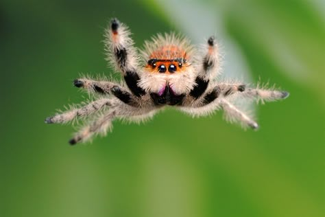 Cute Spiders, Spider Man Comics, Jumping Spiders, Pet Spider, Cool Insects, Itsy Bitsy Spider, Jumping Spider, Funny Animal Photos, Beautiful Bugs