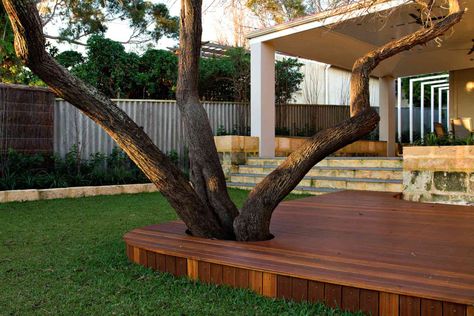 Decks Around Trees, Deck With Tree, Deck Around Trees, Poinciana Tree, Tree Deck, Landscaping Around Trees, Lawn Ideas, Patio Trees, Elevated Bed