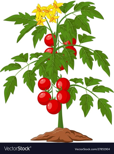 Cartoon Tomato, Tomato Tree, Tanaman Tomat, Farm Cartoon, Plant Cartoon, Moringa Tree, Vegetable Cartoon, Planting Sunflowers, Plant Clips