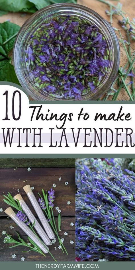 Here are 10 useful and pretty things that you can make with lavender. I’ve also included a FREE Lavender “Cheat Sheet” as a helpful reference you can use when growing, harvesting, and making lavender goodies! Preserving Lavender, What To Do With Lavender Plant, Lavender Leaves Uses, Lavender Stuff, Lavender Plant Uses, Lavender Salve, Lavender Plant Care, Lavender Potpourri, Lavender Ideas