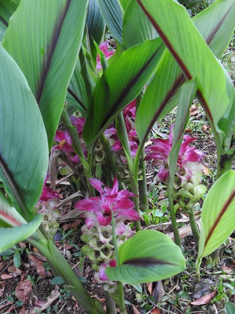 Curcuma | North Carolina Extension Gardener Plant Toolbox Curcuma Plant, Turmeric Plant, Plant Care, Tool Box, Planting, Door Decorations, North Carolina, Planting Flowers, Mango