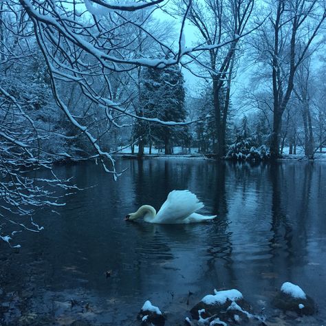 Meena's Tirith I Love Winter, Brasov, White Swan, Winter Scenery, First Snow, Winter Vibes, Foto Art, Swan Lake, Winter Aesthetic