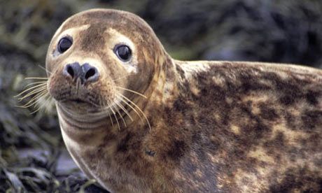 Grey seal Animals In The Ocean, Sand Bathroom, Seal Sculpture, Irish Wildlife, Planet Zoo Habitat, Wildlife Tattoo, Farne Islands, Grey Seal, Mysterious Island