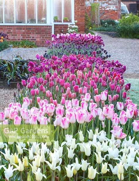 Raised Tulip Bed, Tulips In Raised Beds, Tulip Raised Bed, Tulip Landscaping Front Yards, Tulip Garden Layout, Garden Of Tulips, Salad Garden, Ranunculus Garden, The Garden Band