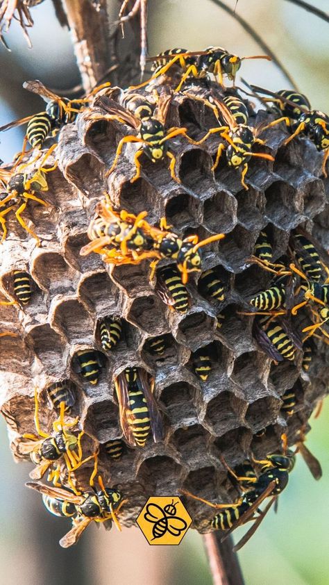 These are the most common species of wasps: 👉 Paper Wasps They build their nests under sheltered areas, such as window sills, door frames, and the eaves of structures. 👉 Mud Wasps As the name implies, mud wasps make nests of mud or clay. 👉 Black Wasps The females build underground nests that serve as nurturing centers for their offspring. Nests are typically structured in soft, well-drained soil. #TheBeeMan #BeeManBuzz #BeeRemoval #Bees #Wasps #WaspRemovalOrangeCounty #AllAboutWasp Eldritch Creature, Wasp Removal, Bee Removal, Wasp Nest, Window Sills, Door Frames, Wasp, Door Frame, Creature Design