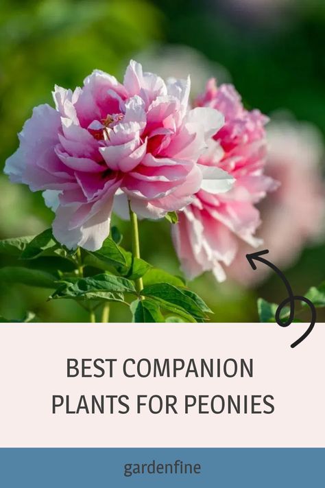 Peony Flower Garden, Peony Bedding, Best Companion Plants, Plantain Lily, Peony Bush, Front Flower Beds, Cottage Flowers, Daylily Garden, Planting Peonies