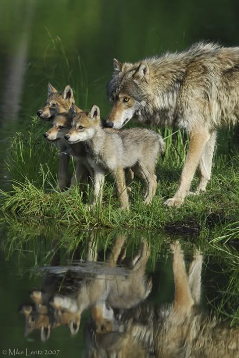 Louve et ses petits Wolf Pup, Wolf Love, Wild Wolf, Beautiful Wolves, Wolf Pictures, Mother's Love, Wild Dogs, Wild Things, Animal Planet